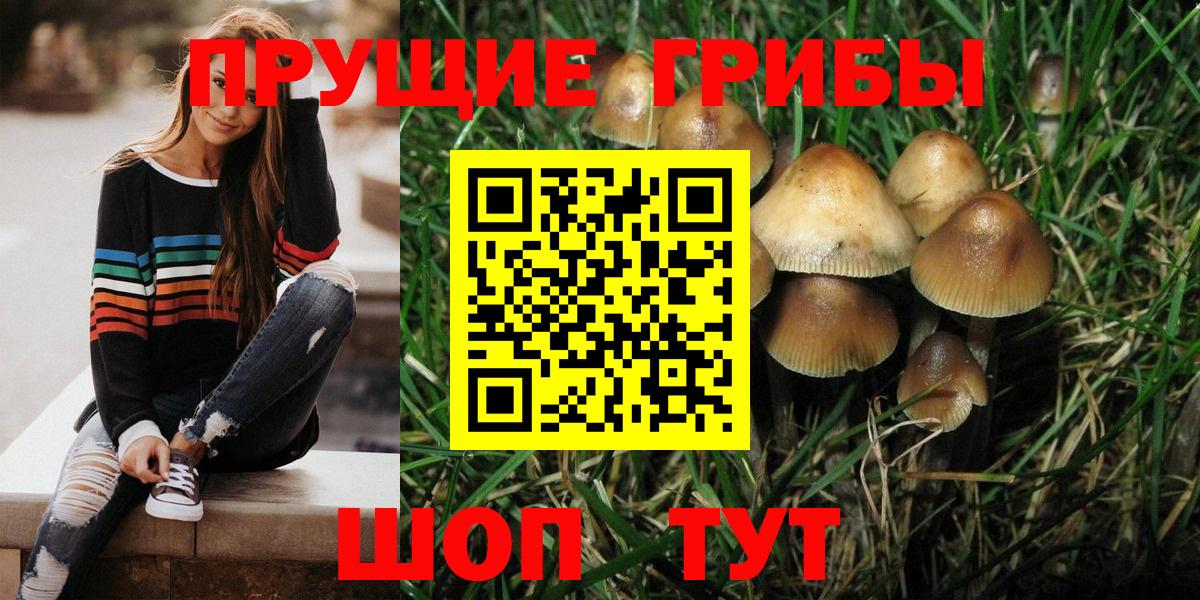 Псилоцибиновые грибы мицелий Курганинск